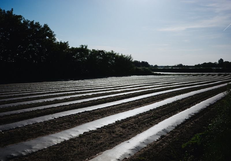Agricultural Films & Mulch